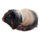 Porquinho Da India Sheltie