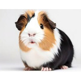Porquinho Da India Super Mansos Docil Para Pet