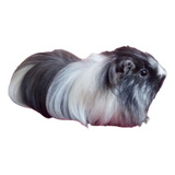 Porquinhos Da India Sheltie