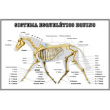 Poster 30x45cm Esqueleto Do Cavalo Anatomia