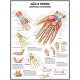 Poster Anatomia Da Mão 65x100cm Decorar Clínica Medicina Enfermagem Fisioterapia Reabilitação Plastificado