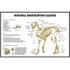 Poster De Parede Hd Sistema Esquelético Canino 65cmx100cm Clínica Pet Shop - Plastificado
