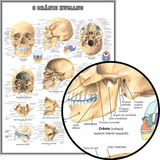 Poster Grande Anatomia 65x100cm Mapa Do Crânio Humano Medicina Enfermagem Fisioterapia Decorar Sala Consultório Escola Faculdade Universidade Plastificado
