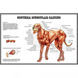 Poster Hd 30x45cm Sistema Muscular Canino