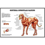Poster Hd 30x45cm Sistema