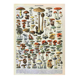 Poster Personalizado Vintage Cogumelos