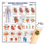 Poster Sistema Circulatório Mapa Anatomia Corpo