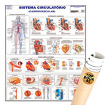 Poster Sistema Circulatório Mapa Anatomia Corpo Humano Medicina
