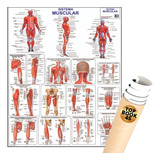 Poster Sistema Muscular Mapa Anatomia Corpo