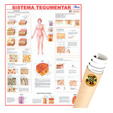 Poster Sistema Tegumentar Mapa Corpo Humano Anatomia Medicina Enrolado