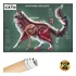 Poster Veterinário Gato Pet Cat Anatomia Poster Corpo Animal
