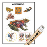 Poster Zoologia Biologia Veterinario