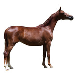 Potra Egua Mangalarga Pedigree