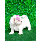 Princesinha Linda Shih tzu