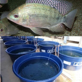 Projeto Completo De Criação De Tilapia Em Caixa D agua