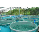 Projeto Criação De Tilapias Em Caixa D agua Brindes