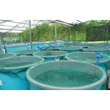 Projeto Criação De Tilapias Em Caixa D agua Passo A Passo