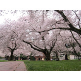 Promoção De Sementes De Cerejeira Sakura