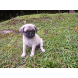 Pug Feminha Bela Filhota