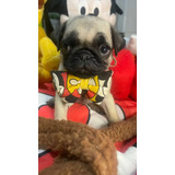Pug Micro Lindos Filhotes