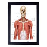 Quadro 24x33 Corpo Humano Medicina Enfermagem P8616