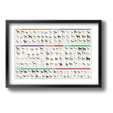 Quadro Animais Bichos Colecao