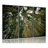 Quadro Decorativo Arvore Copa
