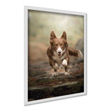 Quadro Decorativo Border Collie Marrom Correndo A3 30x42cm