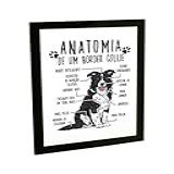 Quadro Decorativo Engraçado Cachorro Anatomia Raça Border Collie