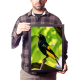 Xexéu