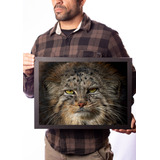 Quadro Decorativo Gato Selvagem De Pallas Foto Manul