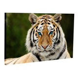 Quadro Decorativo Mosaico Tigre 50x75 Cm