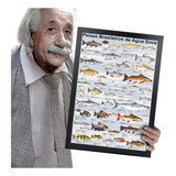 Quadro E Moldura Colecoes