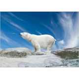 Quadro Em Mdf Urso