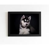 Quadro Filhote De Husky Preto E