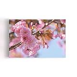 Quadro Flores De Cerejeira Sakura Rosa Foto Canvas 60x40cm
