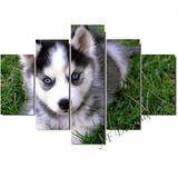 Quadro Husky Siberiano Filhote Decorativo Cachorro 06mmmdf