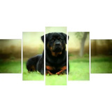 Quadro Mosaico 5 Pecas