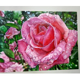 Quadro Pintado À Mão Rosa Com Pingos D água óleo Sobre Tela