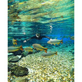 Bonito