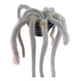 Rabo De Macaco Grande