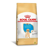 Racao Royal Canin Labrador