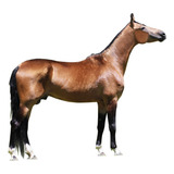 Radical Jf Cavalo Baio