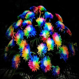 Rainbow200 Sementes Sementes De Flores Crisântemo Cor Rara