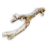 Raiz Natural Tronco Jabuticabeira Para Aquários Plantados