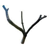 Raiz Tronco Goiabeira Natural Para Aquários Plantados