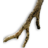 Raiz Tronco Natural Decoração Para Aquários Fontes Lagos
