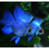Ramirezi Eletric Blue Balao