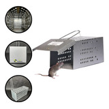 Ratazana