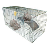 Ratoeira Grande Ratos Rato